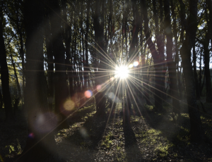 Forest Sun