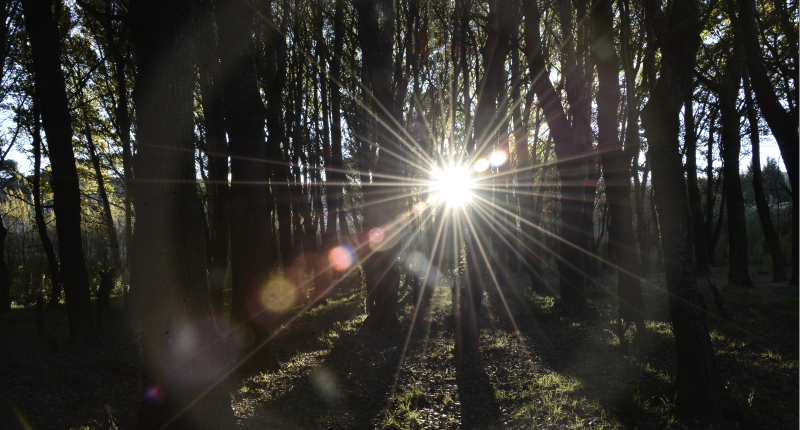 Forest Sun