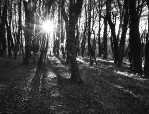 Light and Shadow