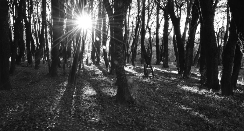 Light and Shadow